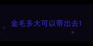 金毛多大可以带出去