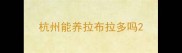 杭州能养拉布拉多吗