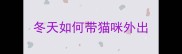 冬天如何带猫咪外出