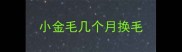 小金毛几个月换毛