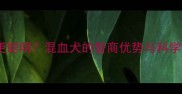 边牧混血更聪明混血犬的智商优势与科学饲养指南