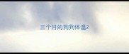 三个月的狗狗体温