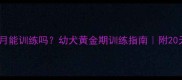 泰迪两个月能训练吗幼犬黄金期训练指南附20天实操教程