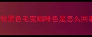 边牧黑色毛变咖啡色是怎么回事