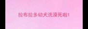 拉布拉多幼犬洗澡死啦