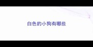 白色的小狗有哪些