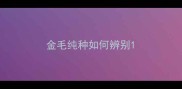 金毛纯种如何辨别