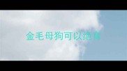 金毛母狗可以绝育