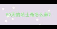 50天的哈士奇怎么养