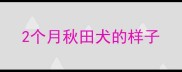 2个月秋田犬的样子