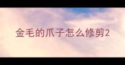 金毛的爪子怎么修剪