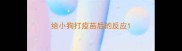 给小狗打疫苗后的反应