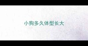 小狗多久体型长大