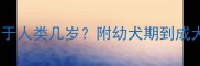 拉布拉多1岁相当于人类几岁附幼犬期到成犬期全阶段养护指南