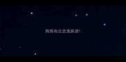 狗狗有点流清鼻涕