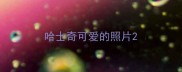 哈士奇可爱的照片