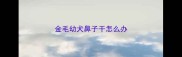 金毛幼犬鼻子干怎么办