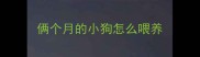 俩个月的小狗怎么喂养