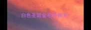 白色圣诞金毛的孙子