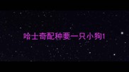 哈士奇配种要一只小狗