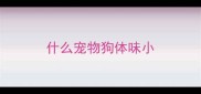 什么宠物狗体味小