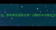 边境牧羊犬眼色全黑色眼色是否正常边境牧羊犬眼色与健康的关联指南