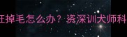 黑色拉布拉多疯狂掉毛怎么办资深训犬师科学养护全攻略
