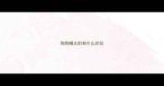 狗狗嗮太阳有什么好处