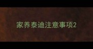 家养泰迪注意事项