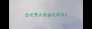 金毛多大给金毛刷牙