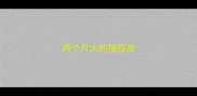 两个月大的猫疫苗