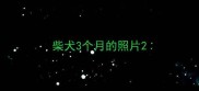 柴犬3个月的照片