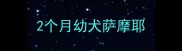 2个月幼犬萨摩耶