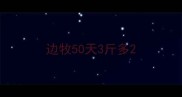 边牧50天3斤多