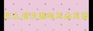 怎么清洗猫咪耳朵耳屎
