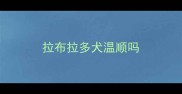 拉布拉多犬温顺吗