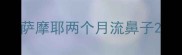 萨摩耶两个月流鼻子