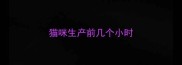猫咪生产前几个小时