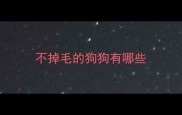 不掉毛的狗狗有哪些