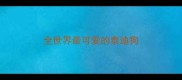 全世界最可爱的泰迪狗