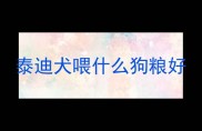 泰迪犬喂什么狗粮好