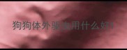 狗狗体外驱虫用什么好