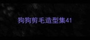 狗狗剪毛造型集4