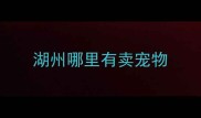 湖州哪里有卖宠物