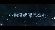 小狗没奶喝怎么办