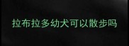 拉布拉多幼犬可以散步吗