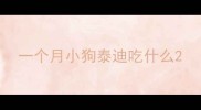 一个月小狗泰迪吃什么