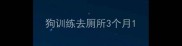 狗训练去厕所3个月