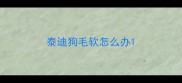 泰迪狗毛软怎么办