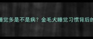 拉布拉多睡觉多是不是病金毛犬睡觉习惯背后的健康密码
